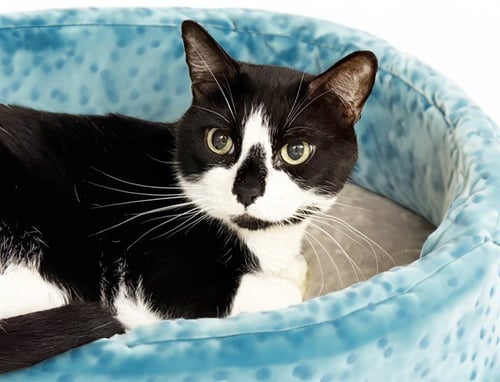BLU - Domestic Short Hair available for adoption