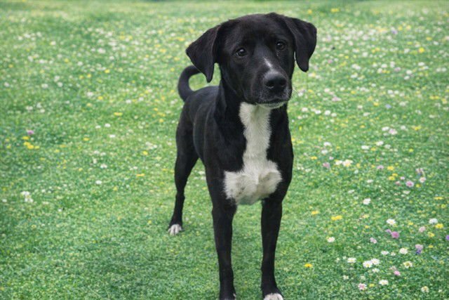 BO - Labrador Retriever available for adoption