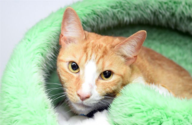 JIMINY - Domestic Short Hair available for adoption