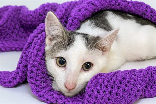 TOOTSIE - Domestic Short Hair available for adoption