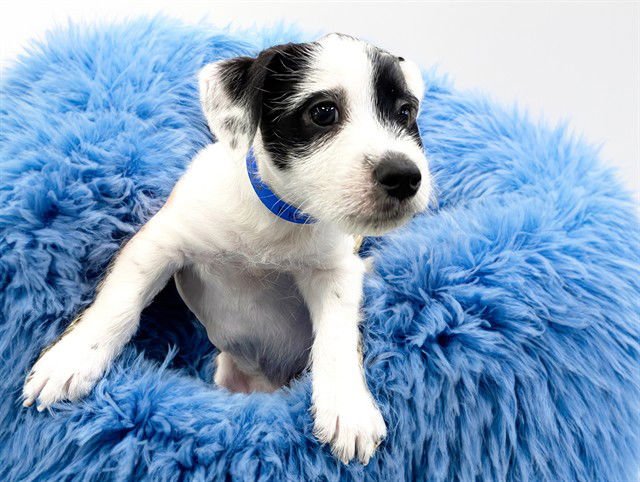 FLETCHER - Labrador Retriever available for adoption