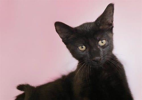 ANAIS - Domestic Short Hair available for adoption