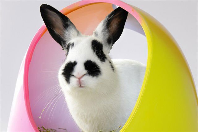 LOUISE - Shorthaired Rabbit available for adoption