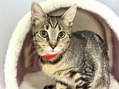 HABA - Domestic Short Hair available for adoption