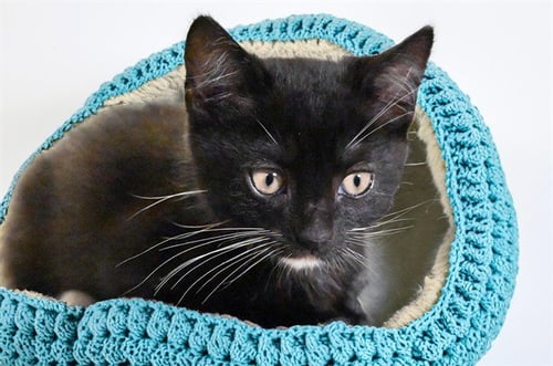 GEORGE - Domestic Short Hair available for adoption