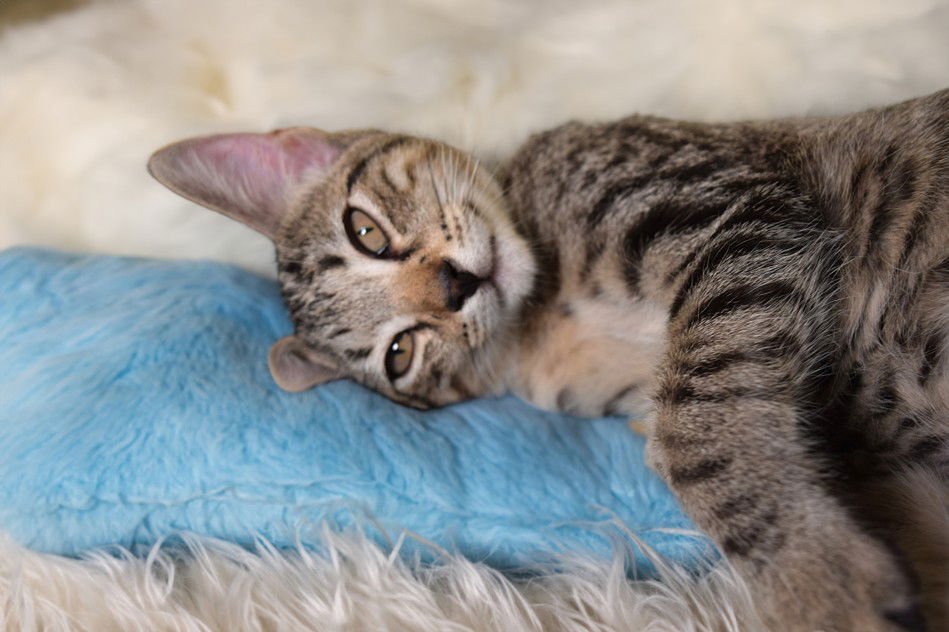 BISCUIT - Domestic Short Hair available for adoption