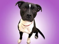OREO - Photo 1