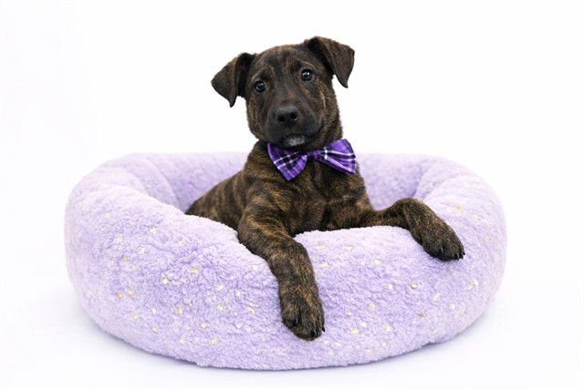 OLSON - Labrador Retriever available for adoption