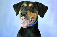 ROSCOE - Photo 1