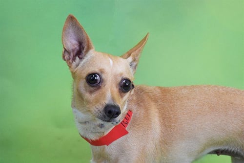 POLI - Chihuahua available for adoption