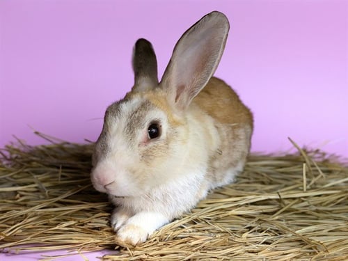 MARS - Shorthaired Rabbit available for adoption