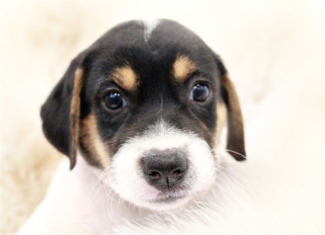 DANCER - Treeing Walker Coonhound available for adoption