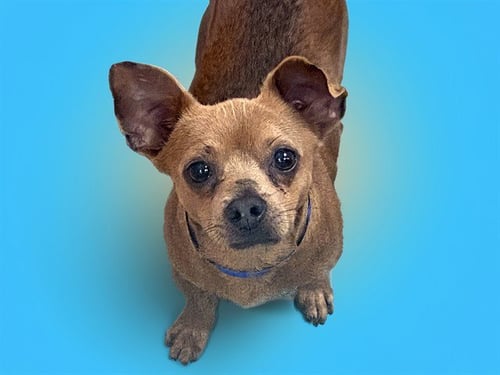 CHASE - Chihuahua available for adoption