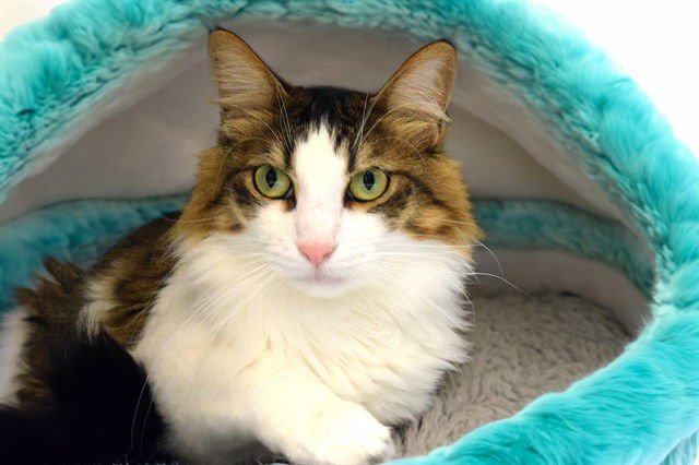 TOMMY - Domestic Short Hair available for adoption