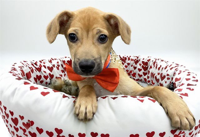 SENATE - Labrador Retriever available for adoption