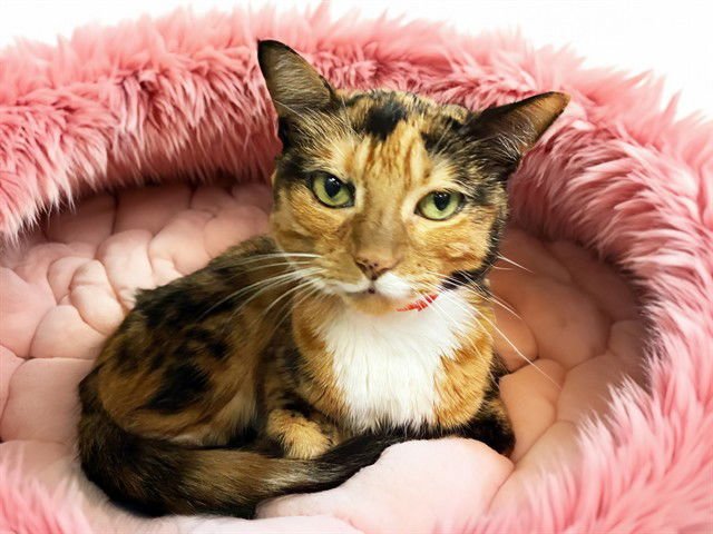 CASSIE - Domestic Short Hair available for adoption