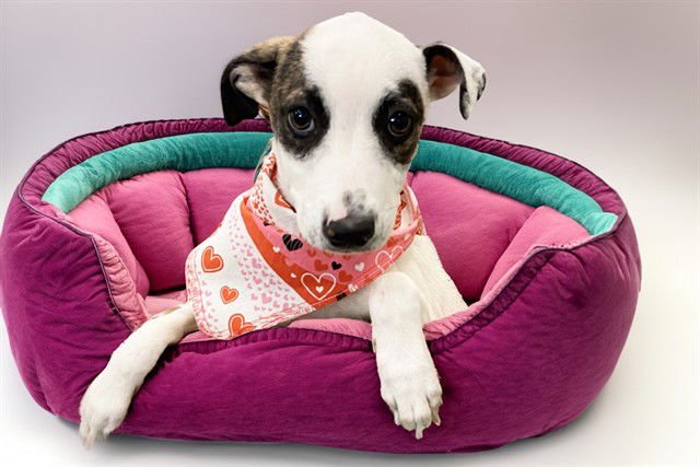 CHLOE - Pointer available for adoption