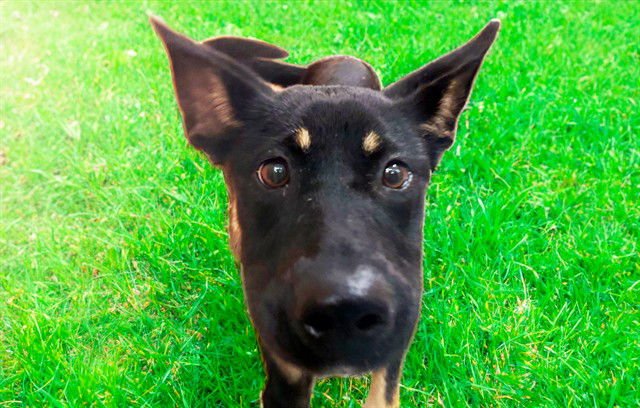 MAISIE - German Shepherd Dog available for adoption