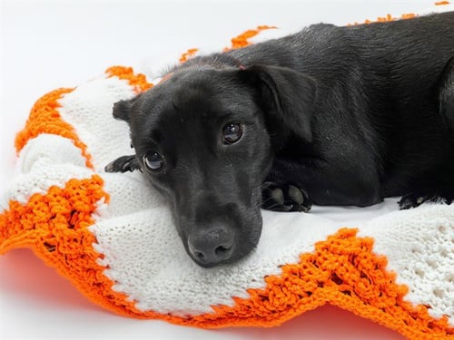 BONNIE - Labrador Retriever available for adoption