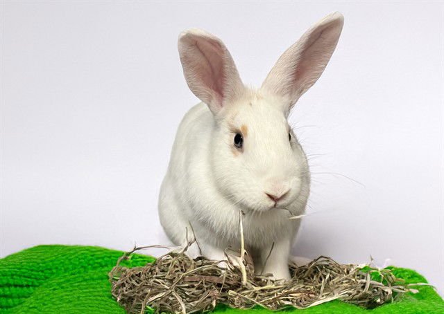 BEACH - Shorthaired Rabbit available for adoption