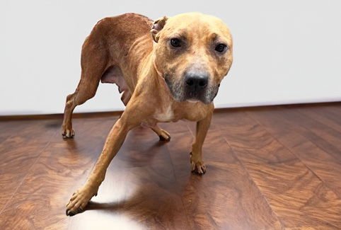 STRAWBERRY - American Staffordshire Terrier available for adoption