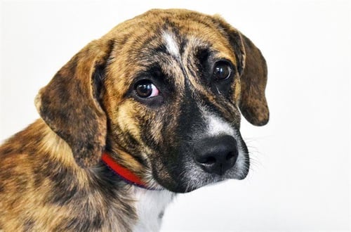 ALYSSA - Labrador Retriever available for adoption