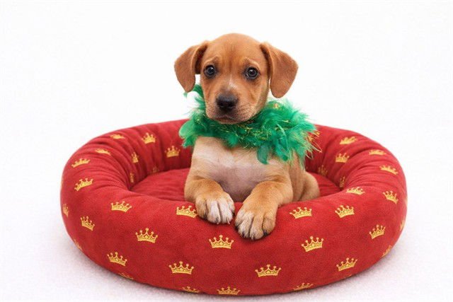 WONDERWOMAN - Boxer available for adoption