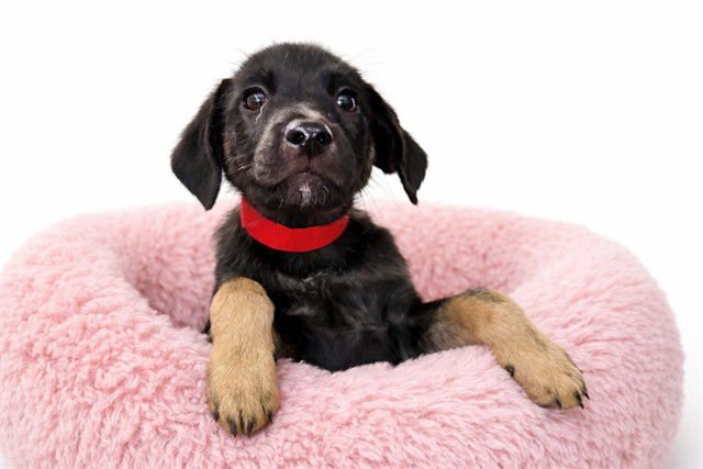 PEPPA - Labrador Retriever available for adoption