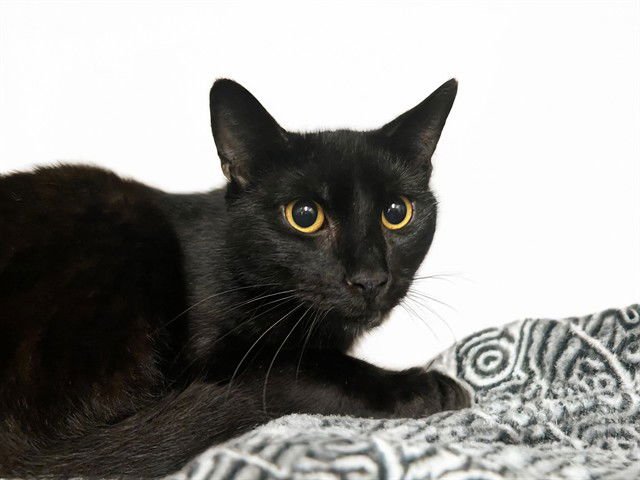 TEDDY - Domestic Long Hair available for adoption