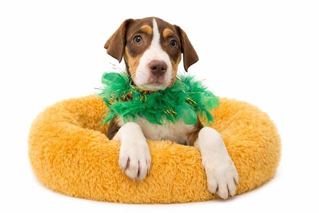 GIGI - Labrador Retriever available for adoption