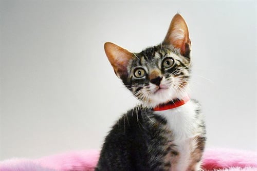 CLEOPATRA - Domestic Short Hair available for adoption