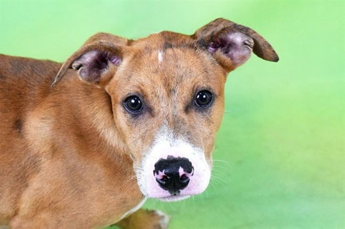 MANDY - Labrador Retriever available for adoption