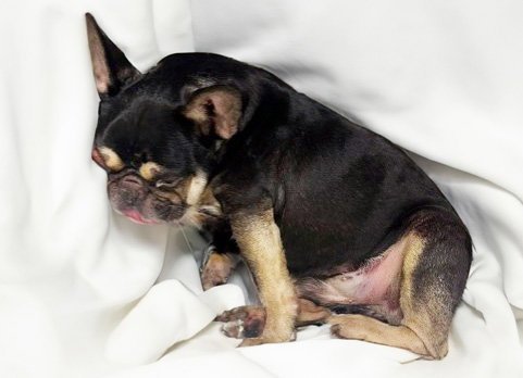 STRAY NOT AVAILABLE - French Bulldog available for adoption
