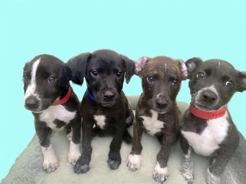 BEAR - Labrador Retriever available for adoption