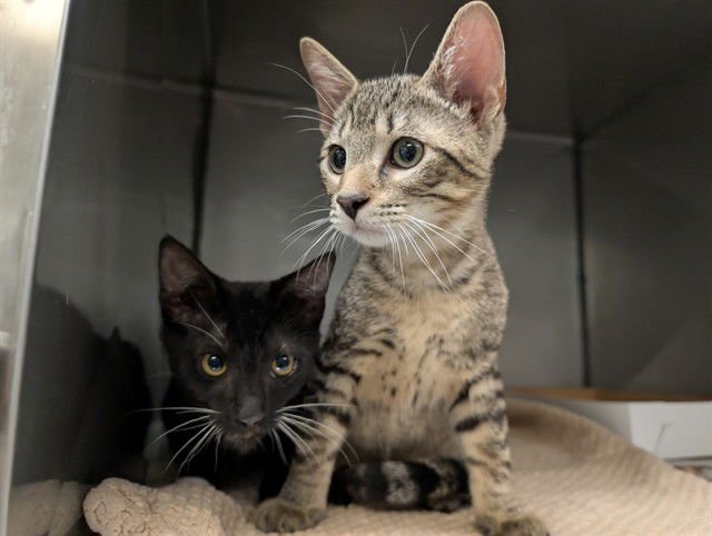 TONY - Domestic Short Hair available for adoption