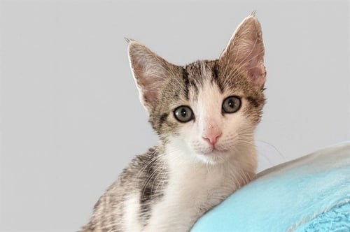 BANG - Domestic Short Hair available for adoption