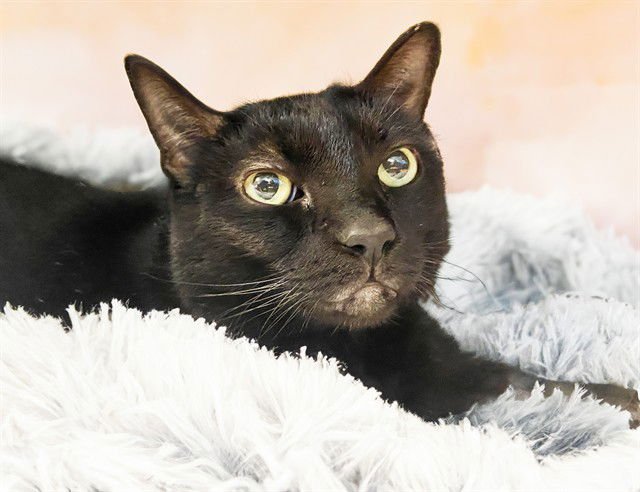 PEPPER - Domestic Short Hair available for adoption