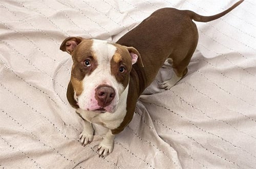 STRAY NOT AVAILABLE - American Staffordshire Terrier / Pit Bull Terrier available for adoption