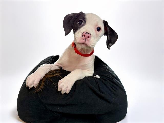 MOO MOO - Labrador Retriever available for adoption