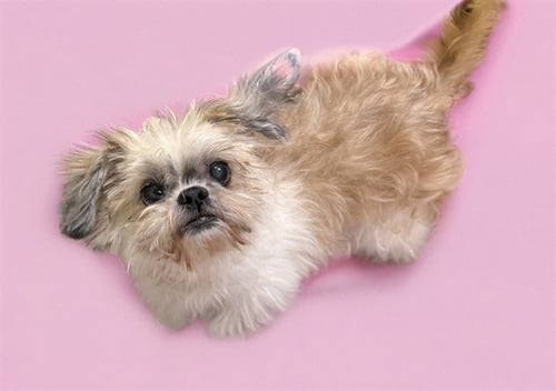 CICI - Shih Tzu available for adoption