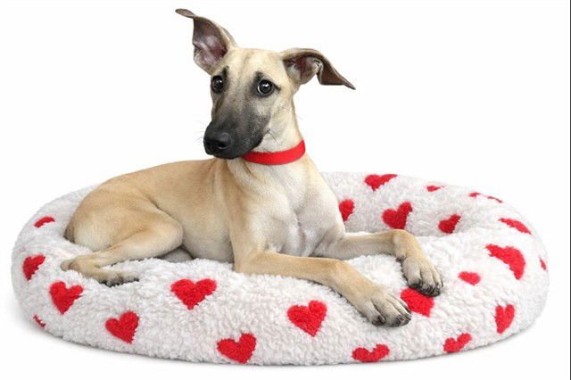 NUTMEG - Cairn Terrier available for adoption