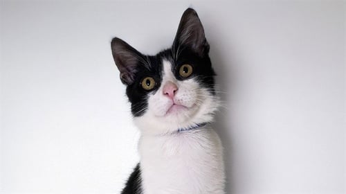 ALTO - Domestic Short Hair available for adoption