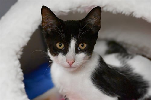 ALTO - Domestic Short Hair available for adoption