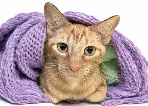 MAHOGANY - Domestic Short Hair available for adoption