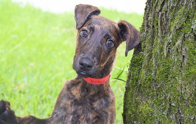 FELICITY - Labrador Retriever available for adoption
