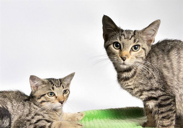 TITO - Domestic Short Hair available for adoption