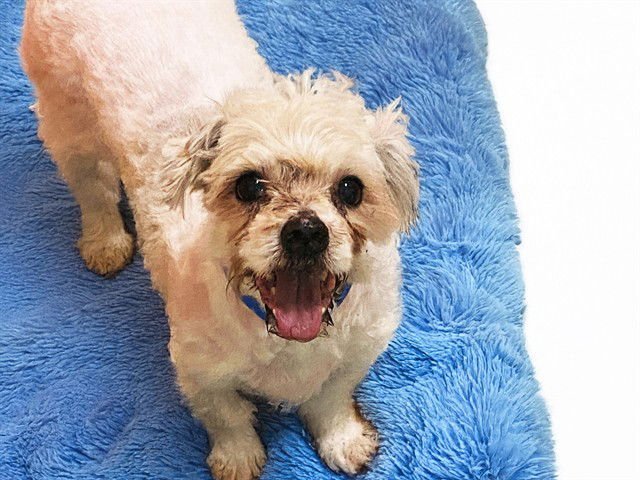 ROCKY - Shih Tzu / Maltese available for adoption