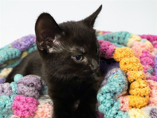 ELLIE - Domestic Short Hair available for adoption