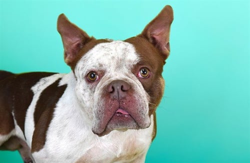 MACHO - American Bulldog available for adoption