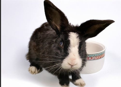 HAIKU - Shorthaired Rabbit available for adoption